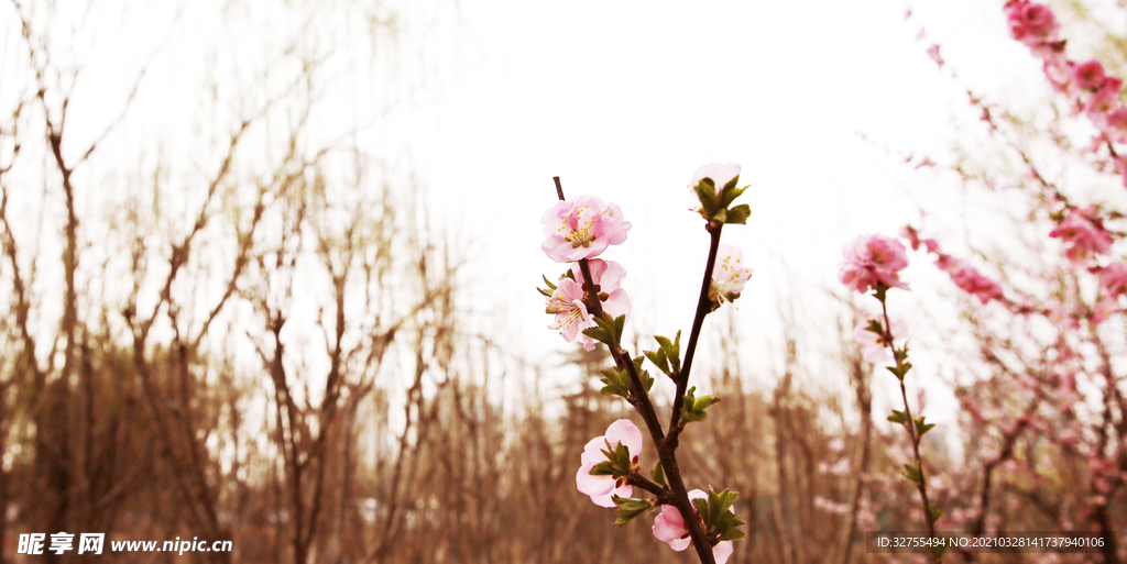 桃花