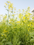 菜花