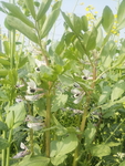 蚕豆花