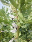 蚕豆花