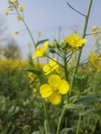 菜花