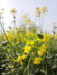 油菜花