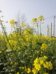 油菜花