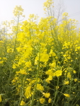 油菜花