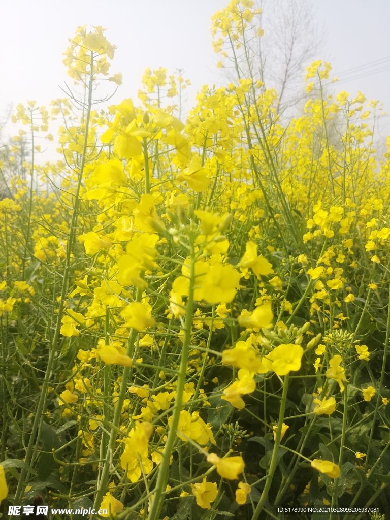 油菜花