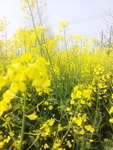 油菜花
