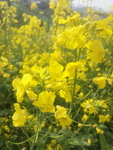 黄花