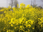 油菜花