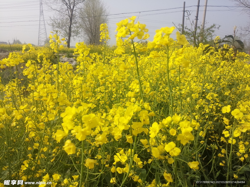 油菜花