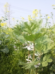 蚕豆花
