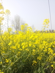 油菜花