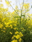 油菜花
