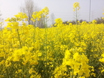 油菜花