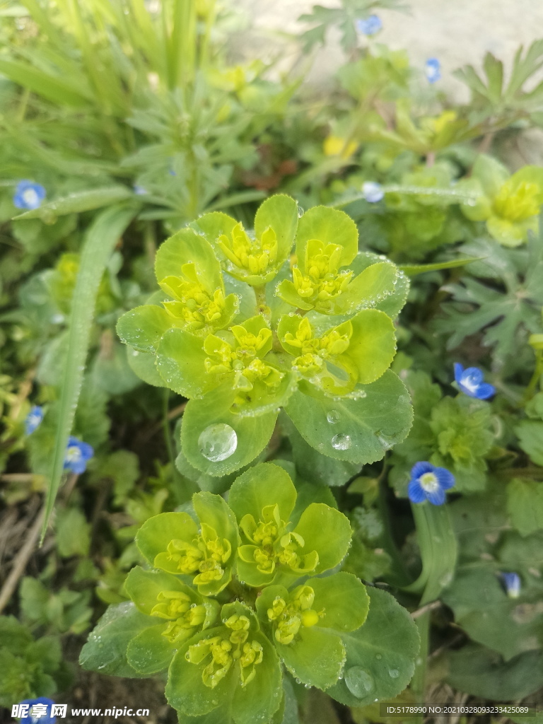 带着水珠的花花