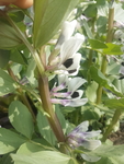 高清蚕豆花