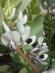 蚕豆花