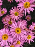 雏菊