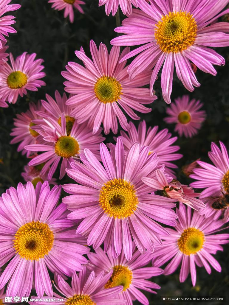雏菊