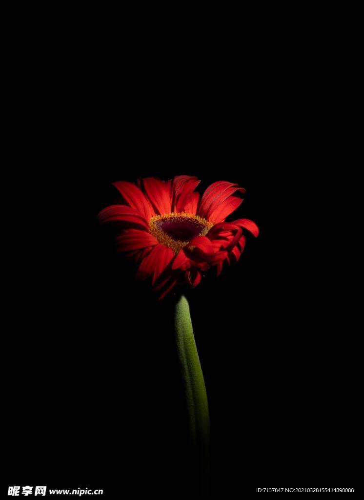 非洲菊