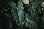 绿植