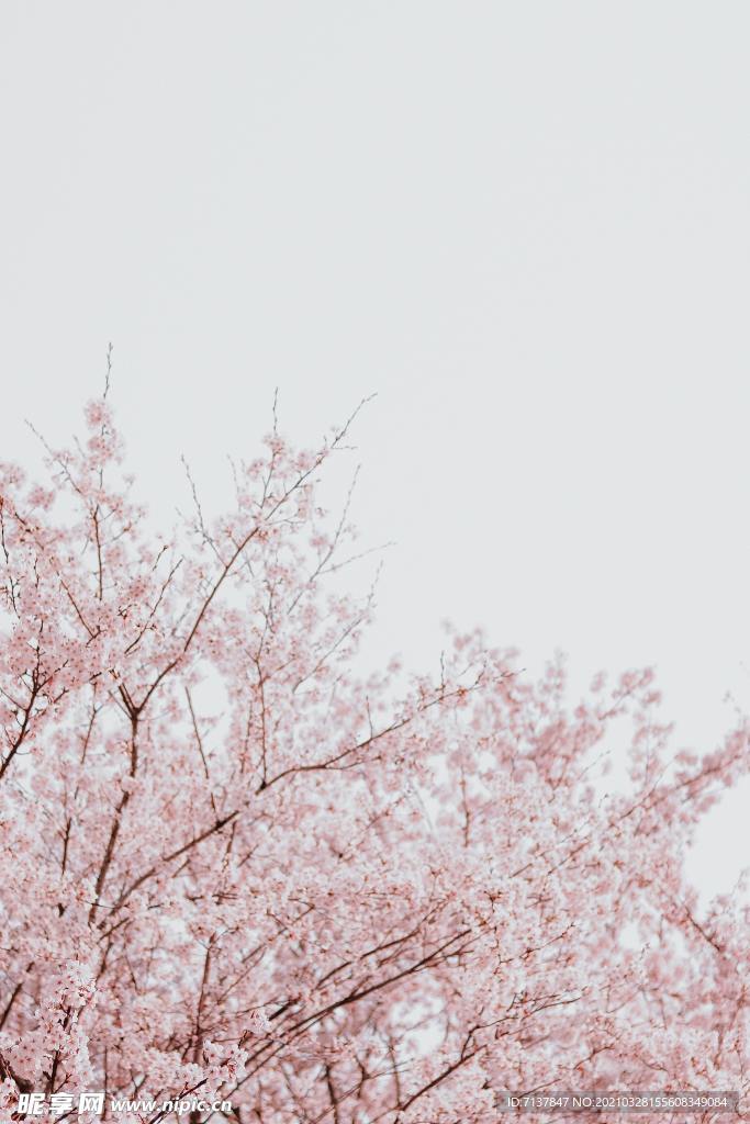 樱花