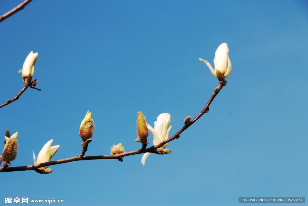 玉兰花