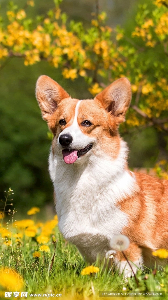 狗