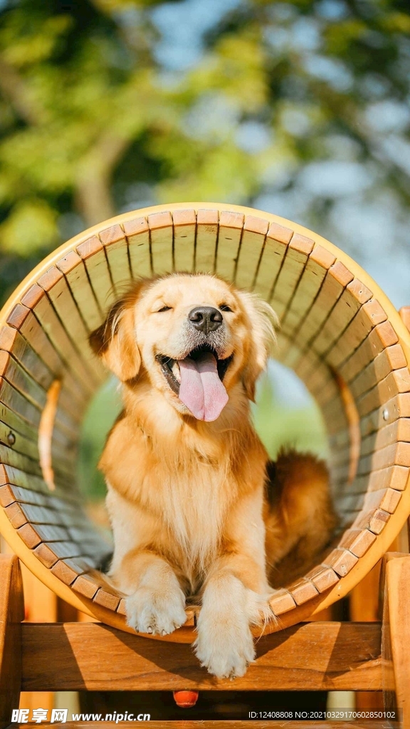 狗