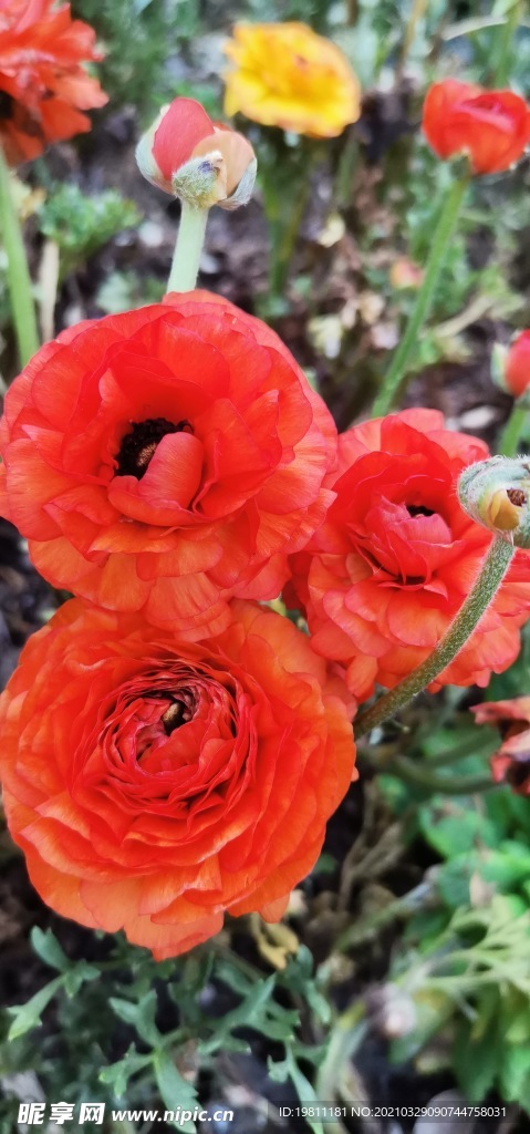 花毛茛