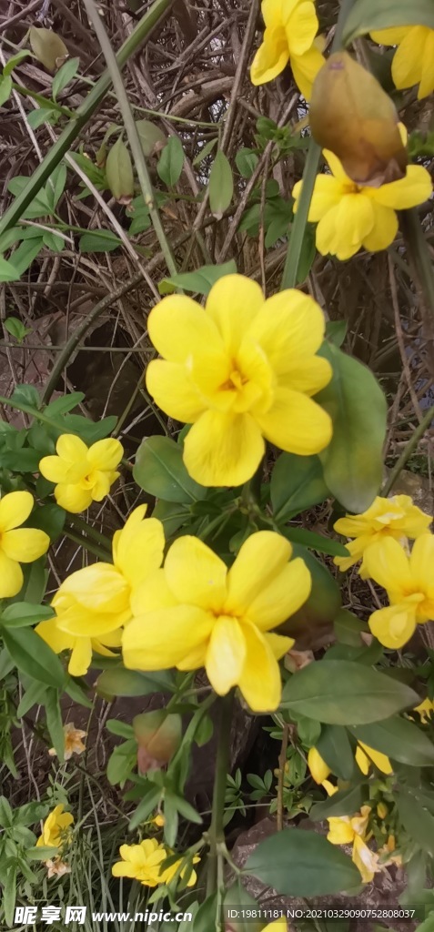 迎春花
