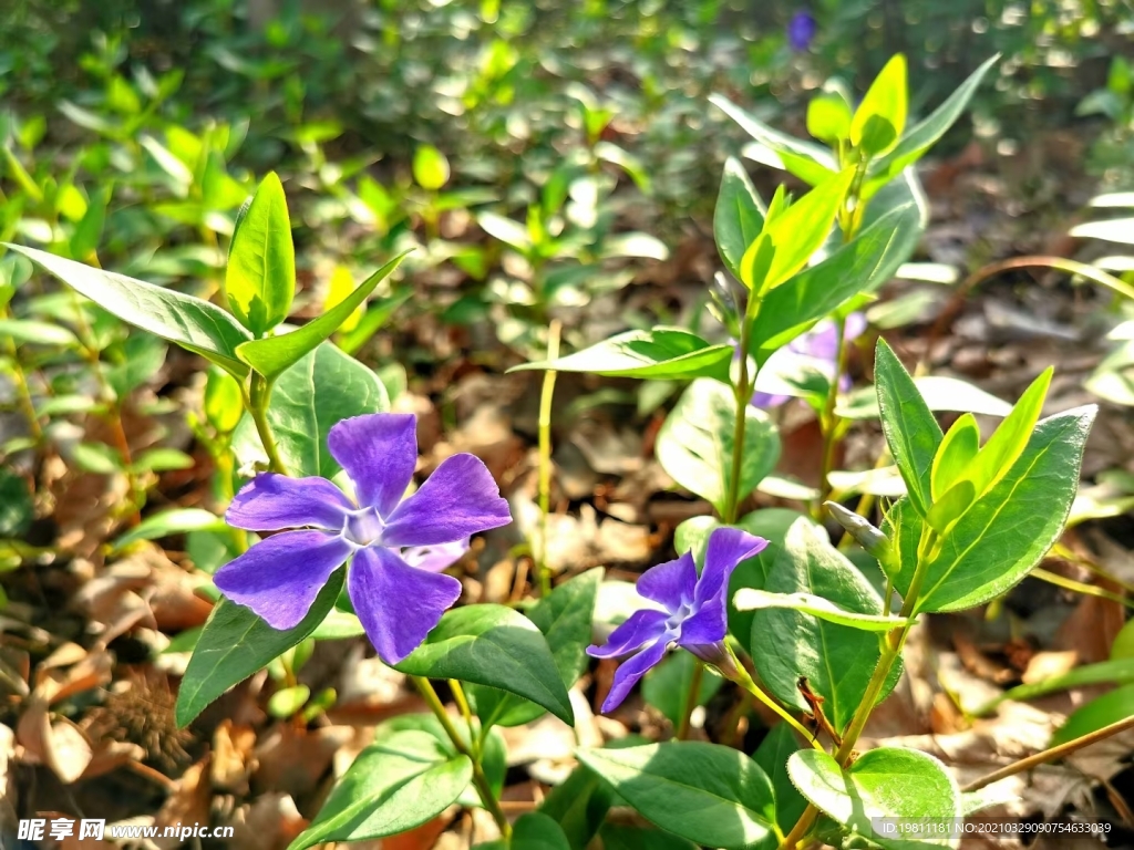 蔓长春花