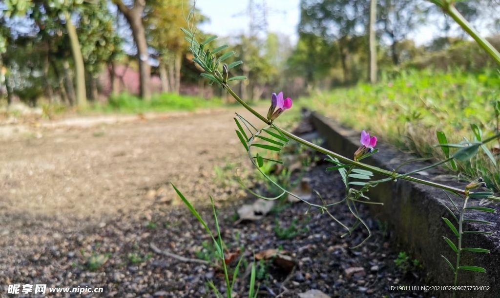 救荒野豌豆