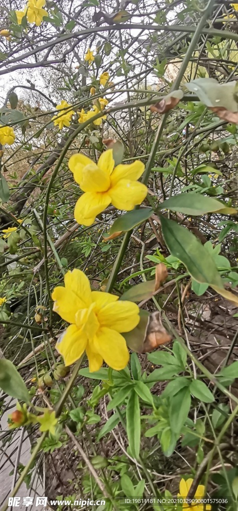 迎春花