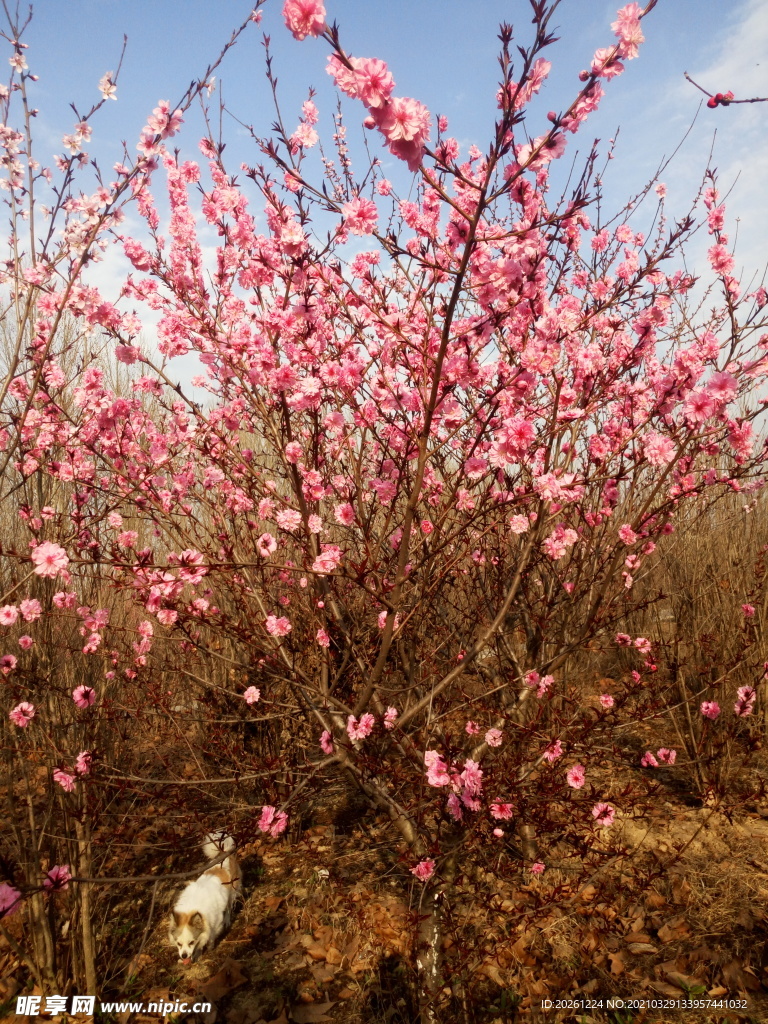 多彩的花朵