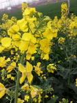 黄色油菜花