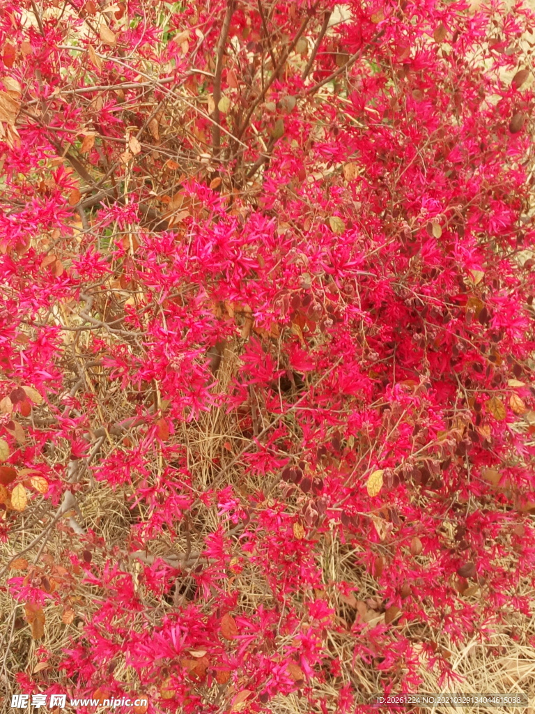 鲜艳的花朵