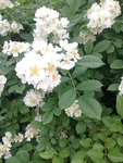 白色鲜花