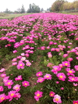 鲜花