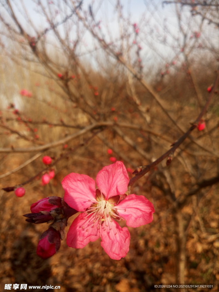 樱花