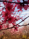 鲜花