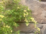 春天烂漫黄色蔷薇花石头背景