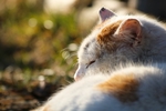 睡着了的猫