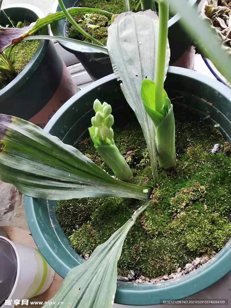 发芽