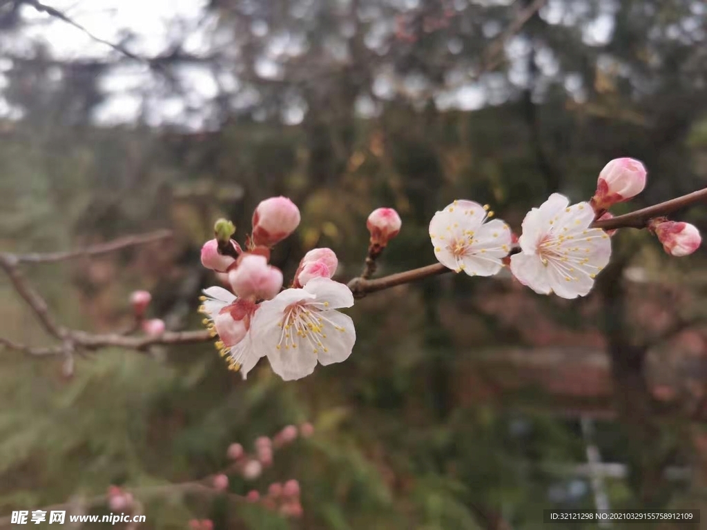 桃花