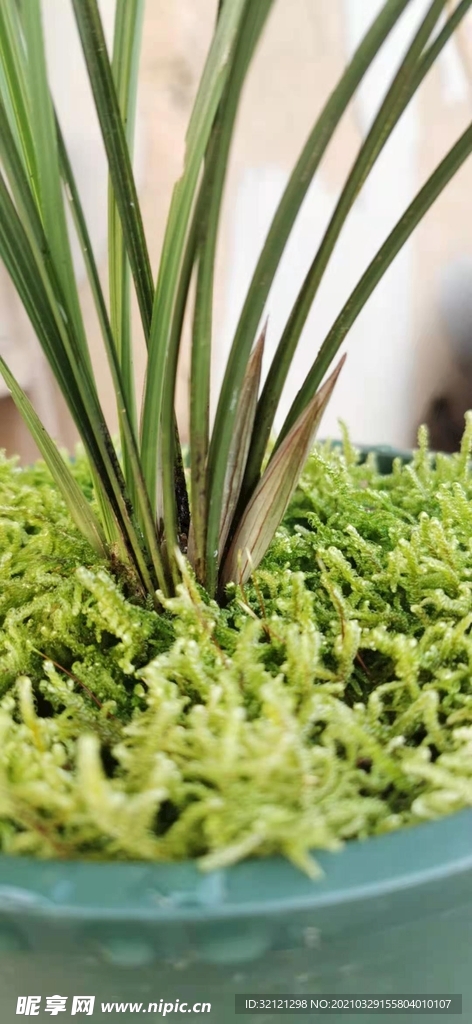 植物