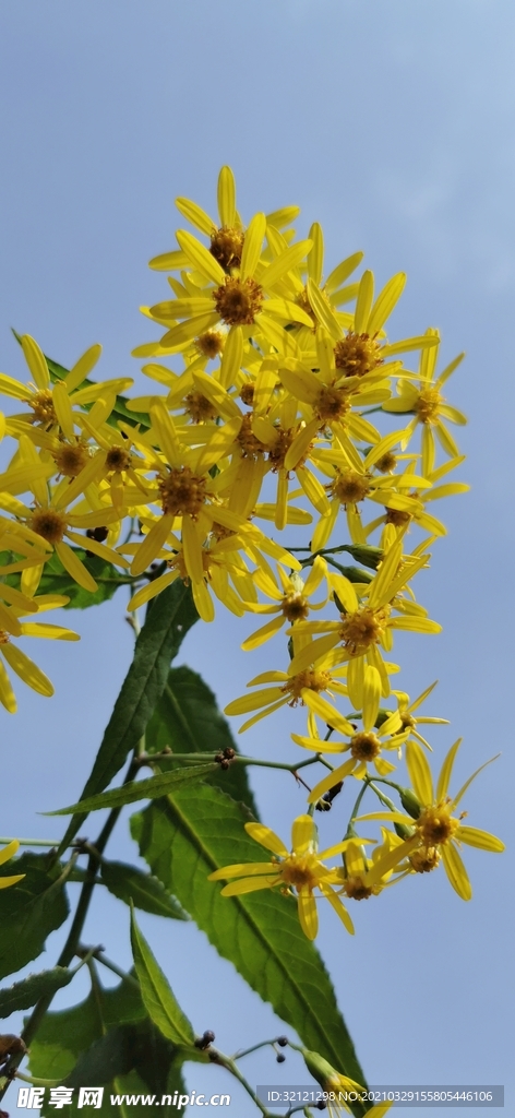花