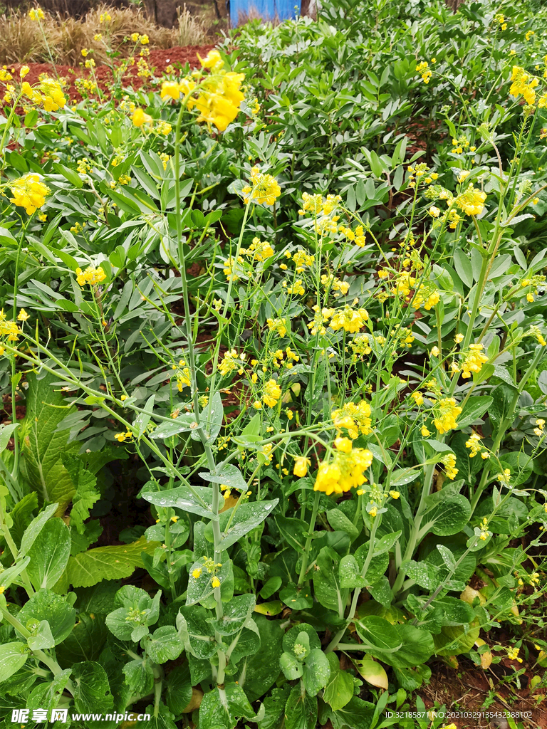 油菜花图片