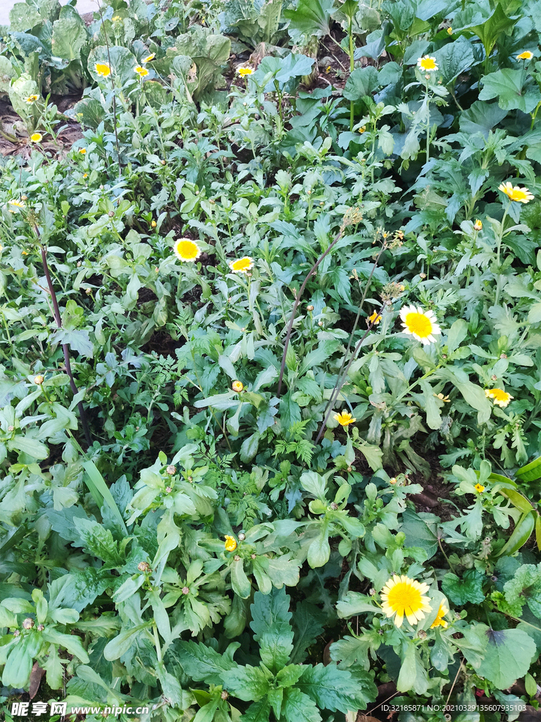 茼蒿植物图片