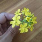 油菜花