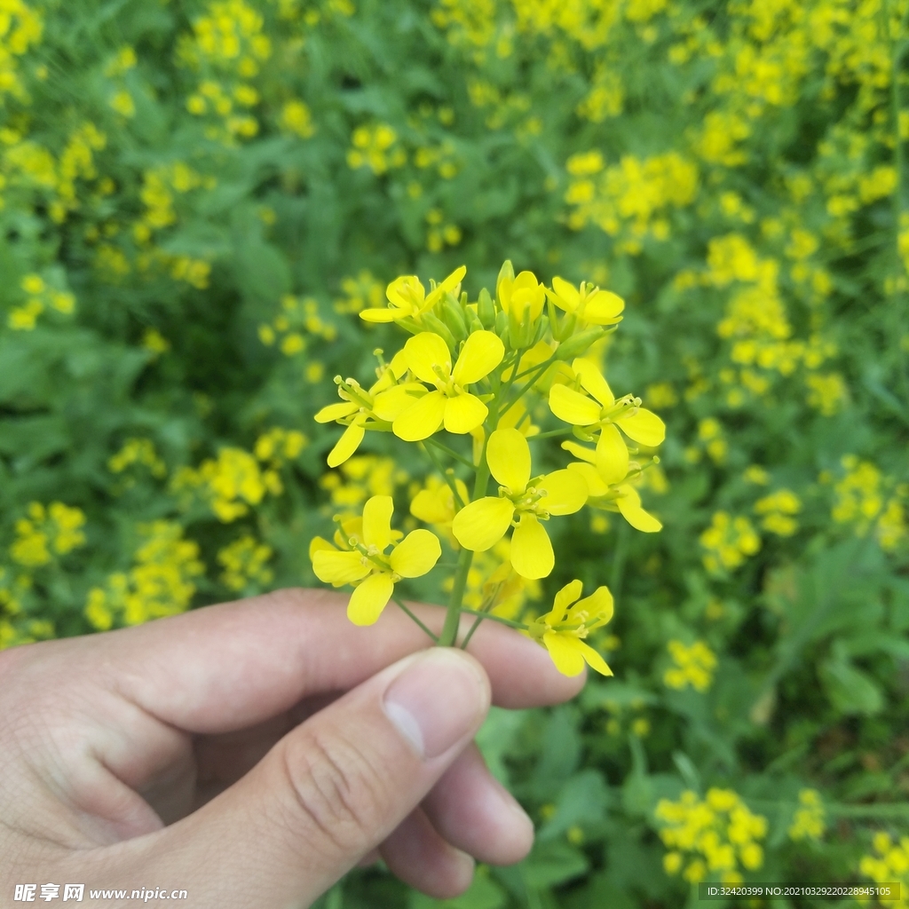 油菜花